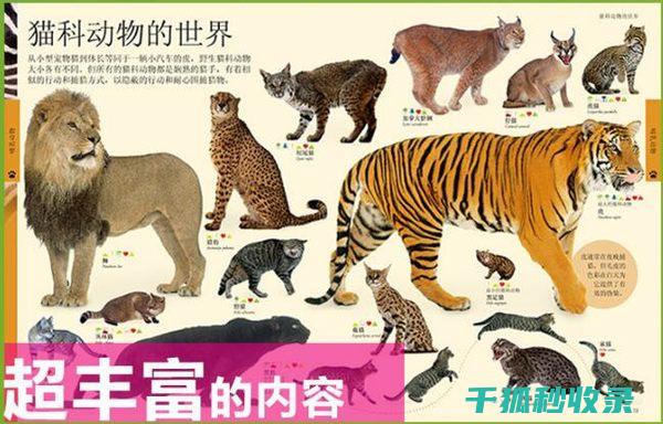 《动物百科：深入研究地球上不同动物的进化历程及适应环境的能力》 (动物百科全书)
